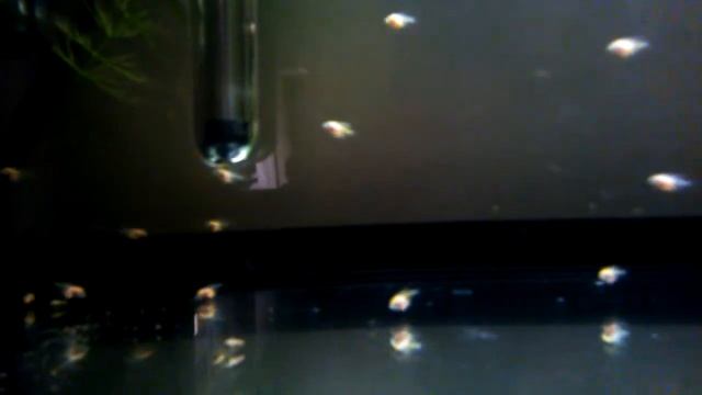 Baby Scalaris Eating Artemia - σκαλαρια μωρα τρωνε αρτεμια