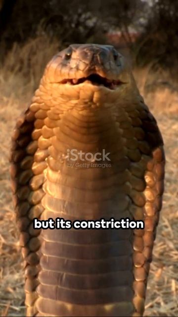 Slithering Death: Top 10 Deadliest Snakes In India  🐍 🪱☠️ @Factmatter695 #Shorts #snake #facts