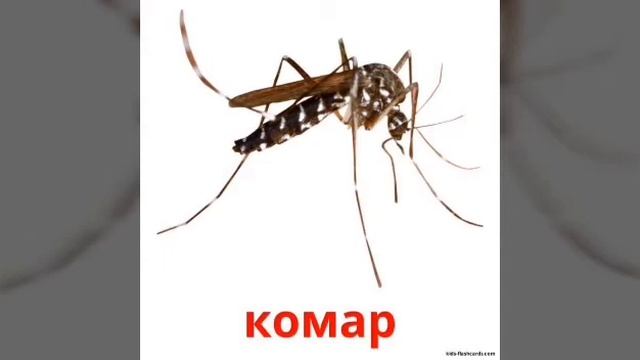 Комахи. Молодша група.