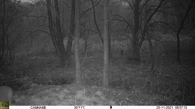 Keepguard KG895 30MP HD 4G LTE CLOUD. Roedeer Filmed 2021-11-25