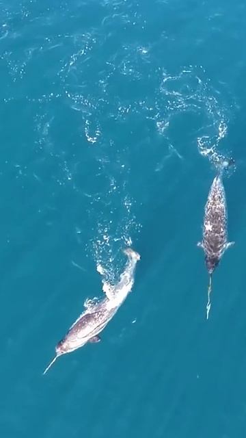 Unicorns Of The Sea: The Fascinating Narwhal #shorts