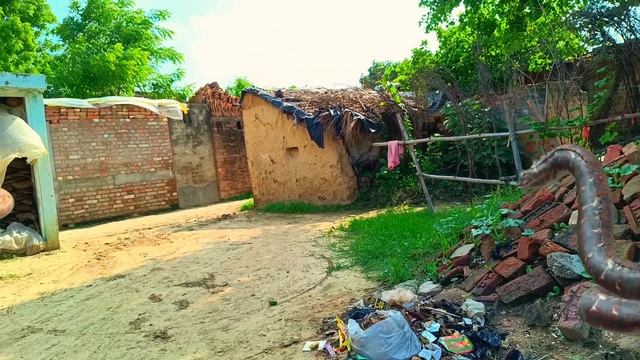 Anaconda Vs Cobra Animals Viral Video #cobra #anaconda #ytstudio #trex #tyrannosaurusrex