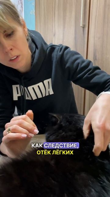 Кот на грани: сердечная недостаточность #кошка #животные #ветеринар
