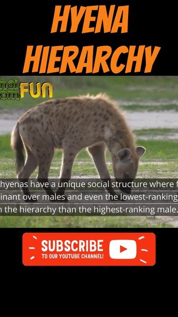 🐺Hyena Hierarchy Interesting FACTS! #shorts #animals
