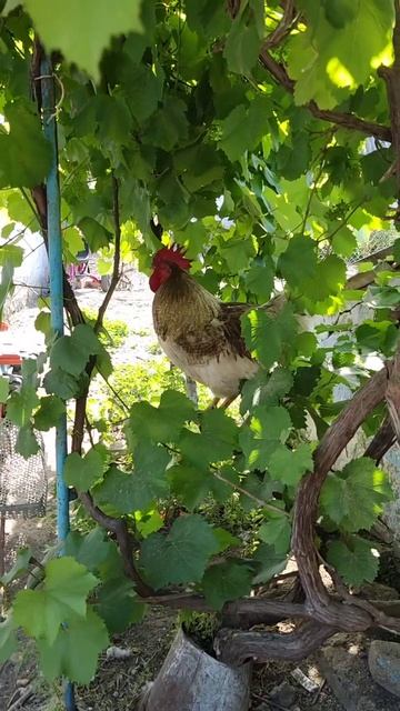 Петушок-золотой гребешок🐓