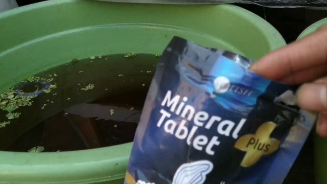 Solusi Dan Manfaat  Garam Ikan Mineral Tablet Plus Untuk Ikan Guppy Dan Cupang