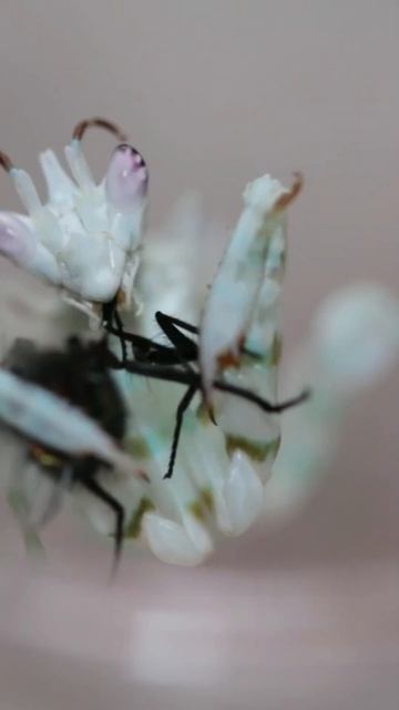 African Spiny Flower Mantis Pseudocreobotra Wahlbergii Eats Fly -timelapse- #shorts