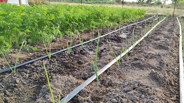 Сенокос набирает обороты.Купили цыплят КОББ-700 и Адлерскую Серебристую.Доделки пресса 0850.