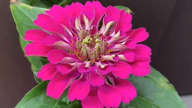 Zinnia Bloom Time Lapse - Growing Zinnia Flowers Inside
