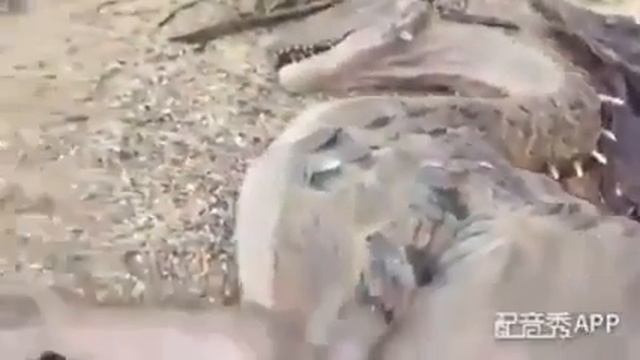 Qishloqdan O'lik Ajdar Chiqipti😲