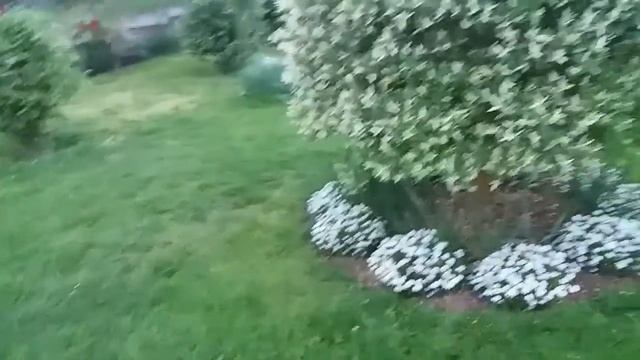 Le Salix Bien Fleuri Et Mowgli Qui Fait Son Numéro