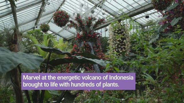 Orchid Festival Lookback