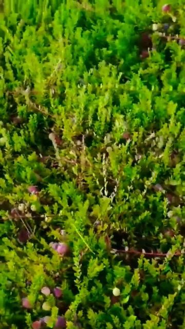 ШИКАРНАЯ КЛЮКВА 🎈 #shorts #