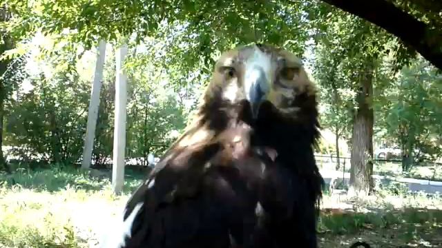 Орел няняня