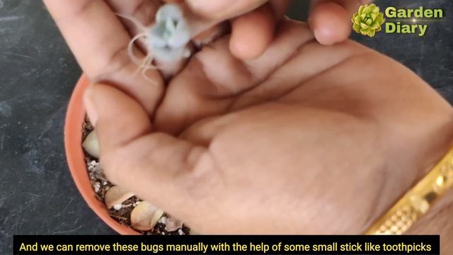 Succulent Propagation | Graptoveria Purple Delight | Garden Diary | Tamil