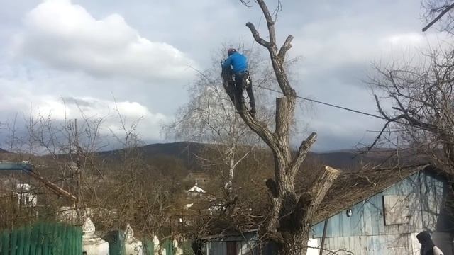 Спил деревьев