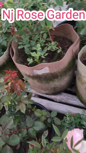 Nj Rose Garden🌹Rose Garden👏#shorts #garden #rosegarden 👇