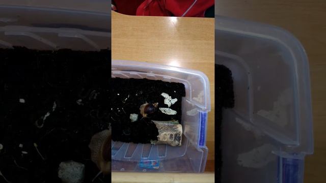 Как ухаживать за улитками ахатинами😍😍😘😘😅😅