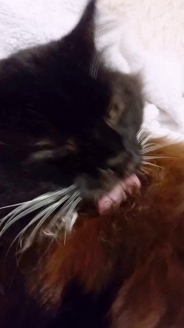 стирка натуральной шубы в домашних условиях😉