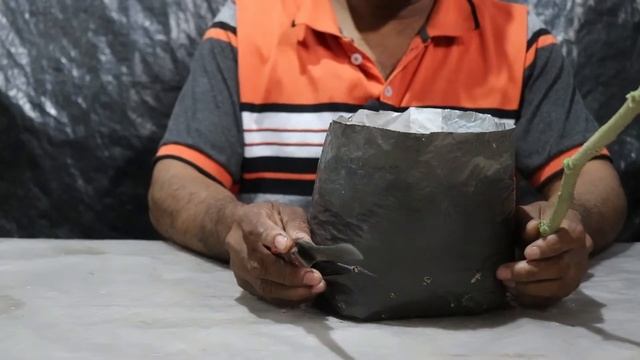 ধুতুরা ফুলের কাটিং কিভাবে করবেন, DOTURA FULLAR CUTTING PADDHATI.