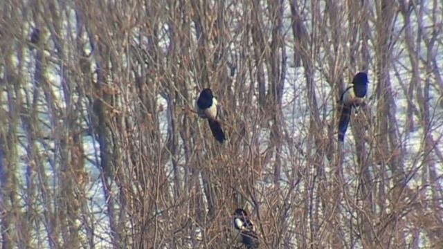 свалка  сороки на дереве 2  ЗИМА