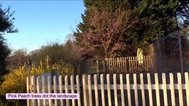 Signs Of Spring Flowers In The Virginia Garden