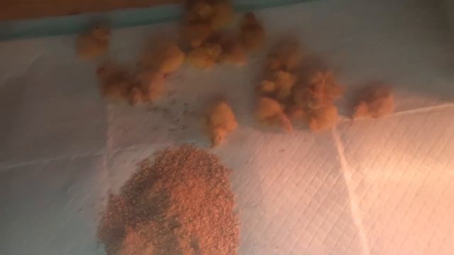 Первенцы Техасских перепелов.