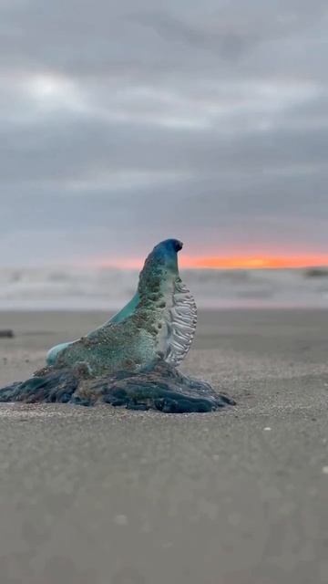 This Portuguese Man O' War Is Known For Its Painful Sting…