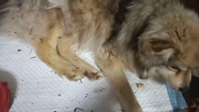 Каштанчик отказывается кушать...без настроения...