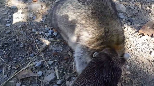 ВСЕ ХОТЯТ ОРЕШЕК