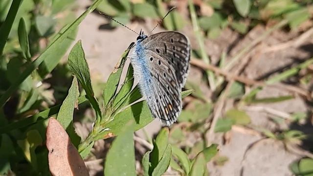 Готуюсь до Трійці. Красивий букет. Метелик. Білочка оцінила мамчин гербарій.