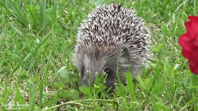 Happy Animal Moment : Panda, Goose, Cat, Koala, Penguin...