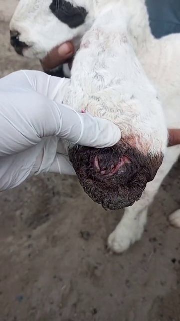 Sheep Ear Treatment