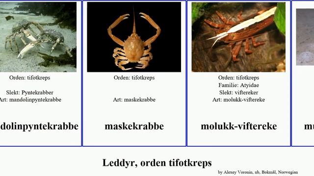 Leddyr, Orden Tifotkreps Hummer Arthropoda Rubra Chinensis Vannamei Cambarellus Orconectes Rød