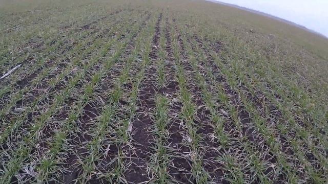 15 марта пшеничка