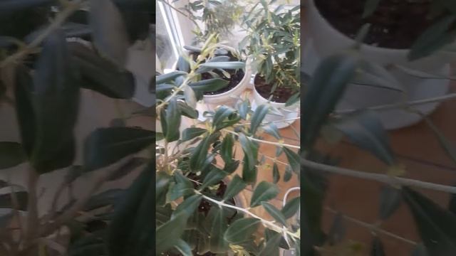 Оливки наберают цвет.