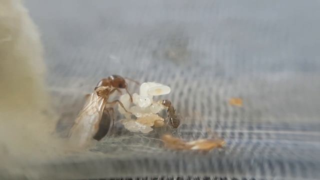 Crematogaster Quick Update