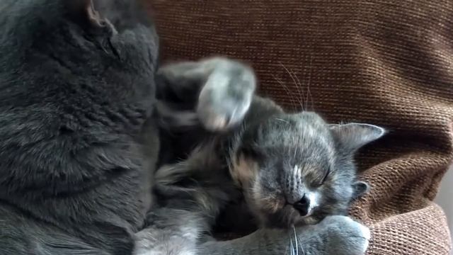 65. Бедная Бусинка / Poor Businka 02.05.2017