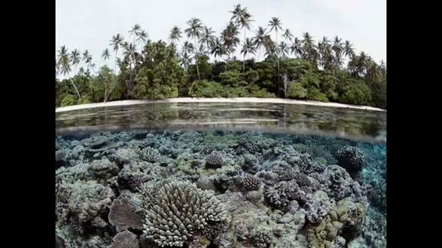 Красивые караллы 8