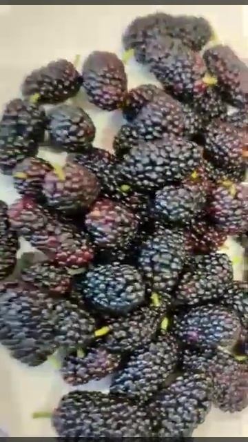 MORUS FRUIT/MULBERRY #trending#viral#shorts#yummy#mulberry#fruits