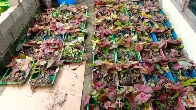 CUCI LADANG DI OBRAL ‼️ BONGGOL CALADIUM HYBRITE Bonggolan Paket Senampan Bnyk Rimbunan 08570312765