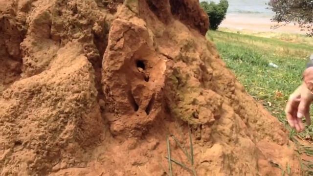 Butterflies And Termites - Uganda 2013