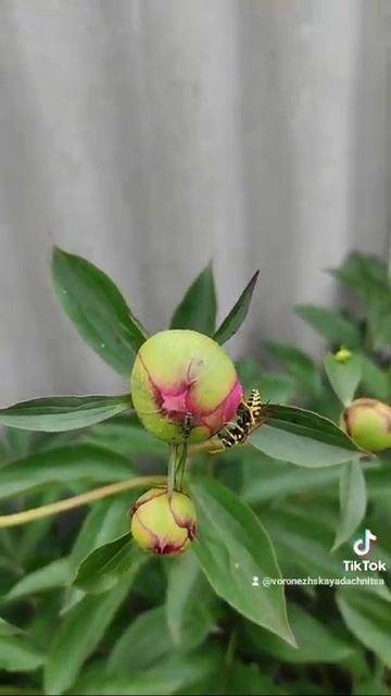 2d95c6195bf116813e048feafca42ed0