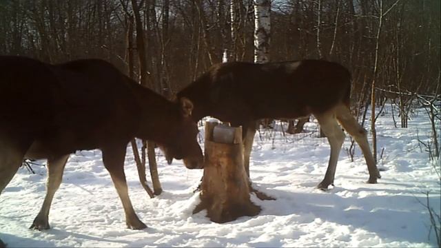 Солонец февраль 2016
