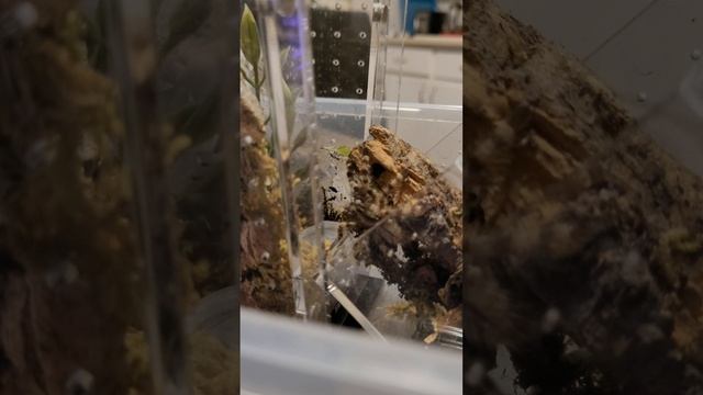 Rehousing My Poecilotheria Formosa (Salem Ornamental)