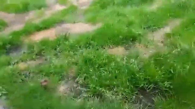 Черныш-Малыш-Фунтик во дворе своего дома. Германия. Росток.04.07.17