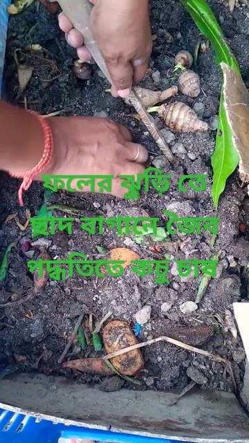 ছাদ বাগানে জৈব কচু চাষ পদ্ধতি।      How To Grow Arum/Taro/Arbi In  Pot On Roof Garden #শর্টস #roof