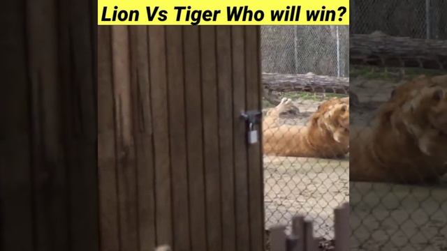Fight Between Lion And Tiger , Who Will Win ?//#shorts #ytfacts #smartfacts