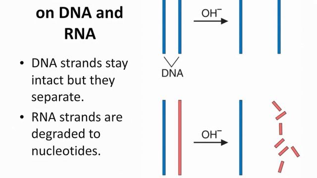 Ch  12 Structure Of Nucleic Acids