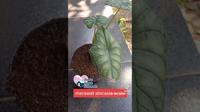 MERAWAT ALOCASIA SCALE | MERAWAT TANAMAN HIAS ALOCASIA SILVER DRAGON #SHORTS